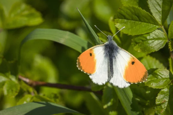 Borboleta Ponta Laranja Uma Folha Verde Jardim Primavera Sol — Fotografia de Stock