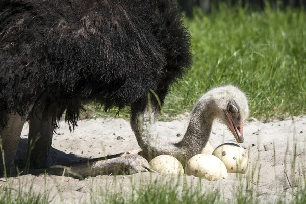 Afrikaanse Struisvogel Bescherming Van Haar Eieren Een Uitzichtpunt Een Groene — Stockfoto