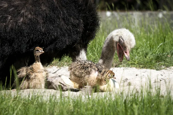 Struisvogel Jongeren Met Hun Moeder Een Uitzichtpunt Een Veld Zomerzon — Stockfoto