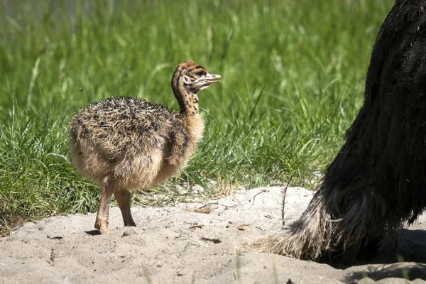 Struisvogel Jongere Een Uitzichtpunt Omgeven Door Groen Gras Zomer — Stockfoto