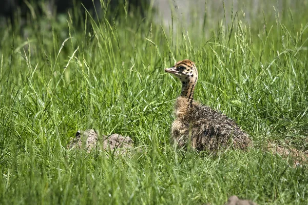 Junger Straußenvogel Versteckt Sich Gras Und Wartet Auf Die Rückkehr — Stockfoto