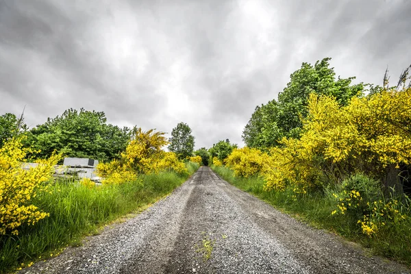 Straße Bei Trübem Wetter Von Gelben Ginsterbüschen Umgeben — Stockfoto