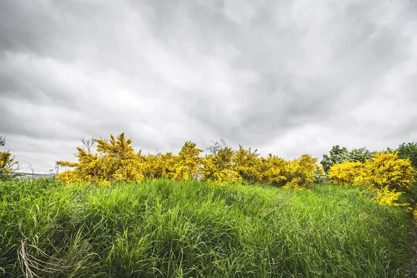 Arbustos Vassoura Amarelos Grama Verde Dia Chuvoso — Fotografia de Stock