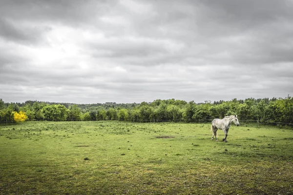 Cavalo Branco Campo Rural Com Uma Cerca Tempo Nublado — Fotografia de Stock