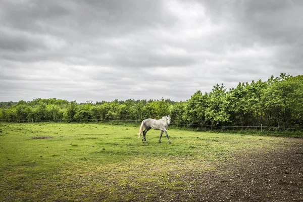 Schimmel Auf Einem Feld Mit Zaun Ländlicher Umgebung Mit Grünen — Stockfoto