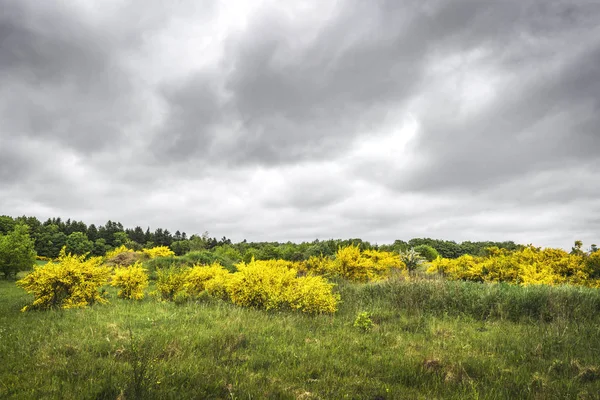 Miotła Krzewów Żółtym Złote Liście Przy Pochmurnej Pogodzie — Zdjęcie stockowe
