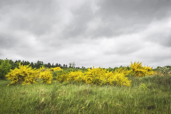 Arbustos Vassoura Belas Cores Amarelas Prado Verde Dia Nublado Verão — Fotografia de Stock