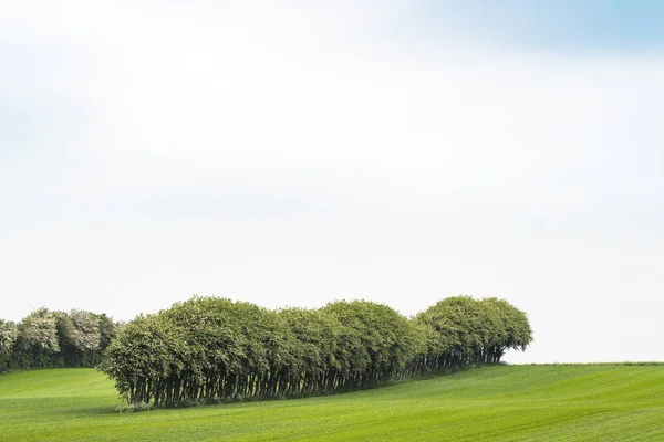Cultivos Campo Com Árvores Uma Fileira Verão — Fotografia de Stock