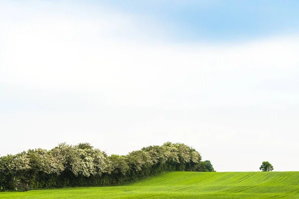 Landschap Met Bloeiende Bomen Het Voorjaar Een Enkele Eenzame Boom — Stockfoto