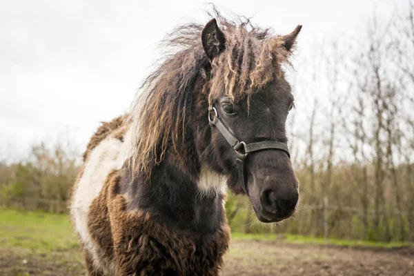 Braunes Pferd Mit Lustigen Haaren Steht Hinter Einem Zaun Ländlicher — Stockfoto