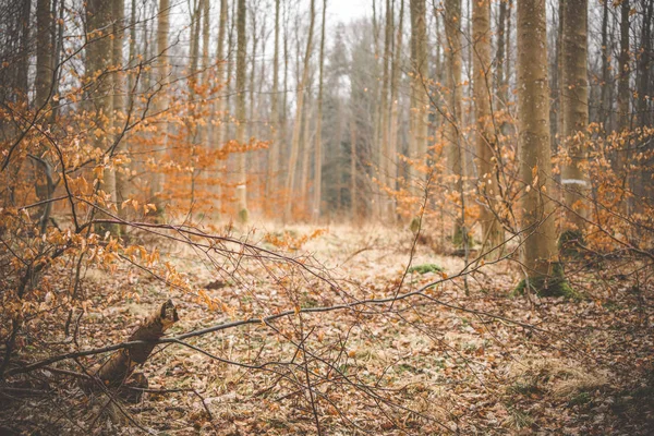 Idylliska Skogen Höst Med Bokträd Gyllene Färger — Stockfoto