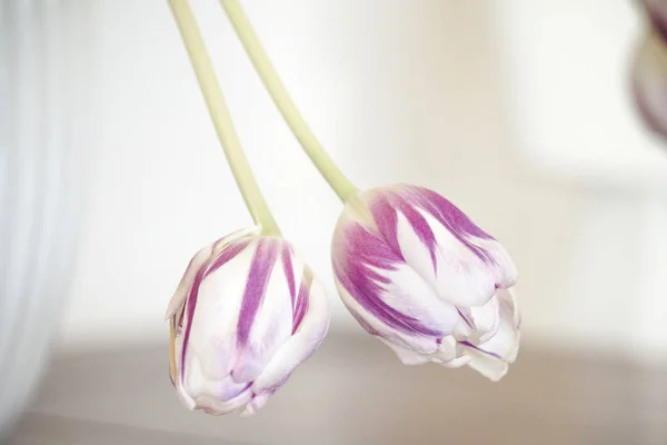 Tulipas Cores Violetas Penduradas Quarto Interior Brilhante Dia Dos Namorados — Fotografia de Stock