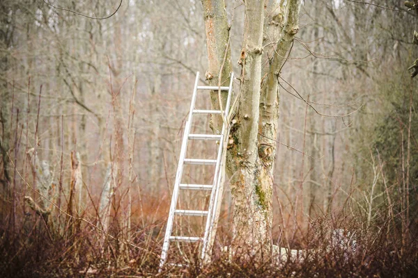 Metal ladder in a tree in the fall in a forest
