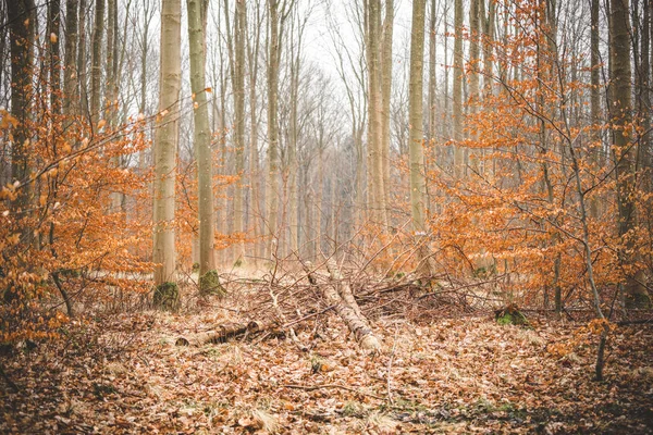 Höst Bokskogen Med Blad Gyllene Orange Färger Höst — Stockfoto