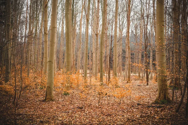 Faggi Dorati Una Foresta Autunno — Foto Stock