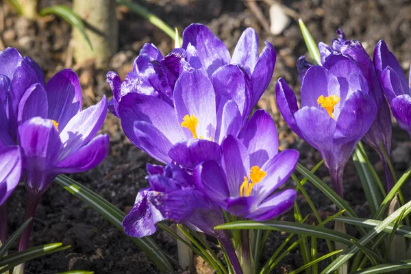 Крупним Планом Фіолетові Кокосові Квіти Садовому Грунті Квітні — стокове фото