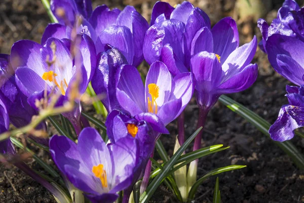 Zbliżenie Fioletowy Krokus Kwiaty Glebie Kwietnik Wiosnę — Zdjęcie stockowe