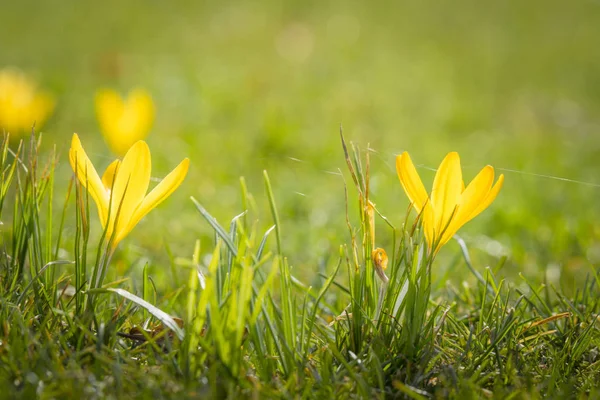 Gula Crocus Blommor Våren Livfulla Färger Grön Gräsmatta — Stockfoto