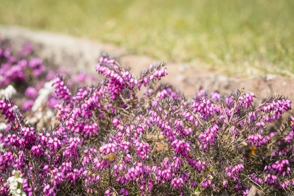 Wild Heather Vibrant Purple Colors Meadow Summer — Stock Photo, Image