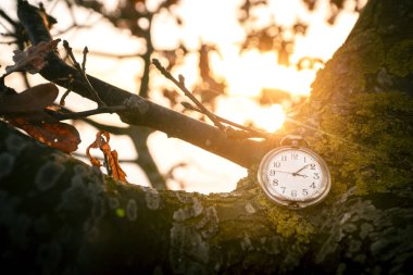 Antique pocket watch hanging on a tree in the fall on a beautiful morning in the sunrise clipart