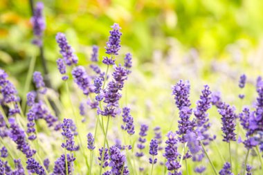 Arka planda yeşil flora ile yaz aylarında bir çayır üzerinde mor çiçekler