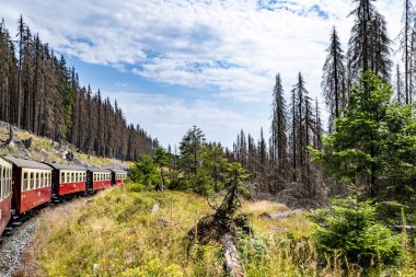 Eski bir yaz peyzaj yüksek ağaçları ile bir ormandaki bir demiryolu vagonlar Tren