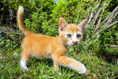 Yaz aylarında yeşil bir bahçede yürüyüş mavi gözlü turuncu yavru kedi