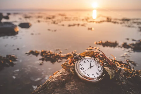 海沿いの岩の上のアンティーク懐中時計は日の出の海藻で覆われています — ストック写真