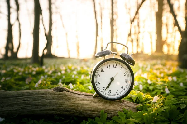 Wecker Auf Einem Hölzernen Ast Einem Wald Sonnenaufgang Mit Anemonenblüten — Stockfoto