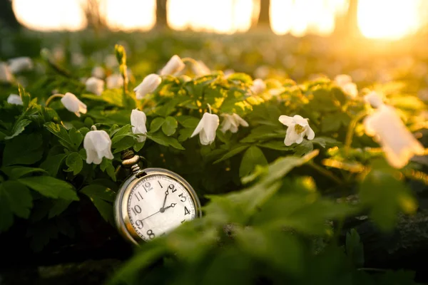 日の出の早いばね日に地面をカバー アネモネの花を持つフォレストにゴールデン ポケットウォッチ — ストック写真