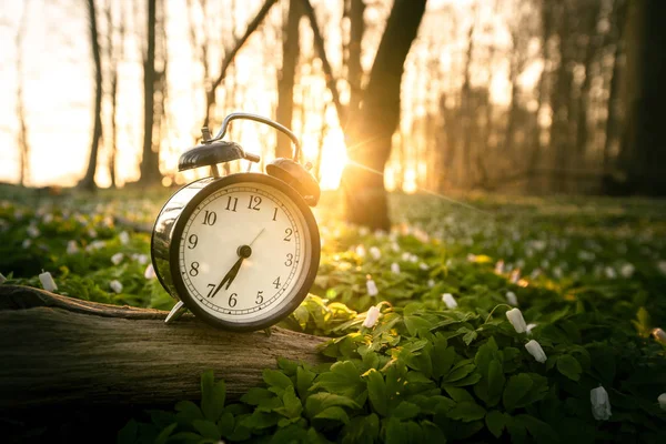 森春に多くのアネモネの花と背景に日の出の目覚まし時計 — ストック写真