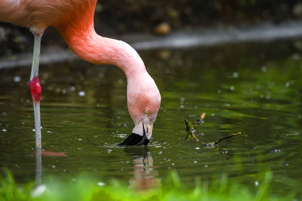 Pink flamingo drinking water from a pond surrounded by green plants