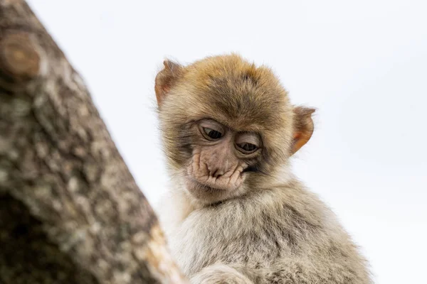 Macaco Berbere Jovem Uma Árvore Isolada Branco — Fotografia de Stock