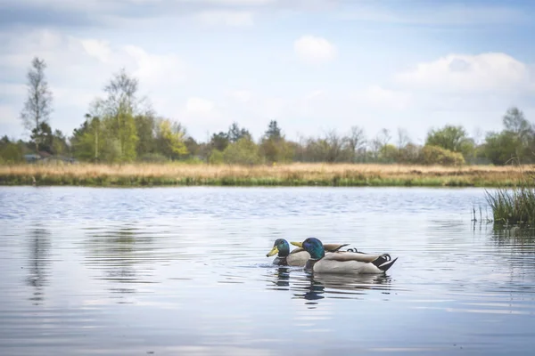 Ducks River Idyllic Nature Spring Blue Sky — Stock Photo, Image