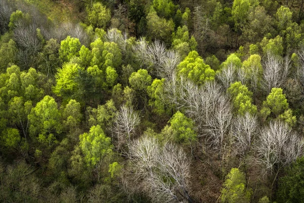 Forest seen from above with green and white trees in the spring