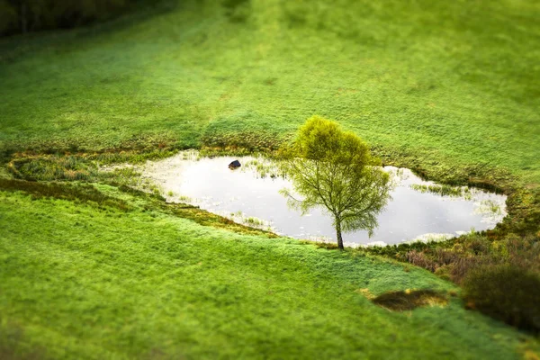 Einsamer Baum Einem Kleinen Teich Auf Einem Grünen Feld Frühling — Stockfoto