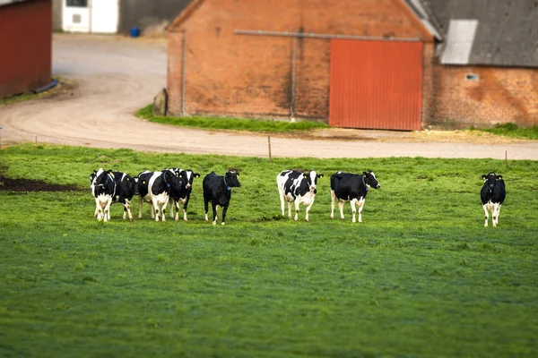 Vacas Uma Fileira Campo Verde Rural Com Uma Fazenda Tijolos — Fotografia de Stock