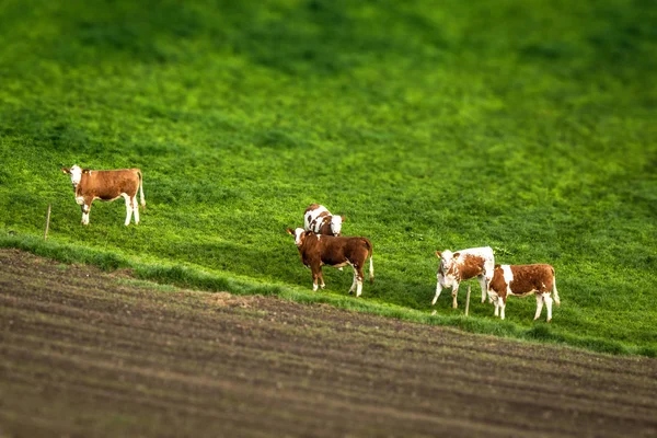 Rinder Auf Einer Grünen Weide Hinter Einem Zaun Einem Ländlichen — Stockfoto