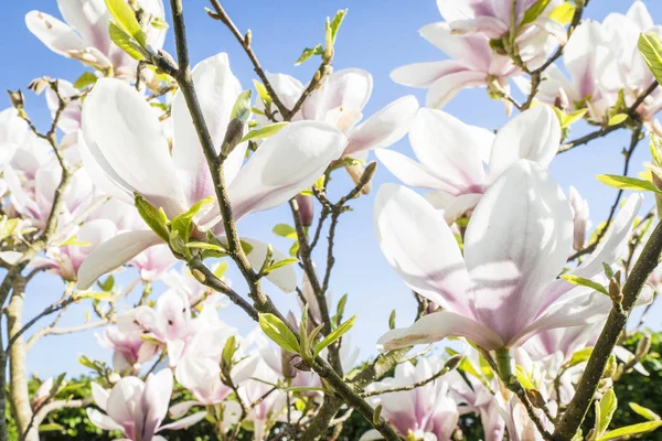 Magnoliaboom Met Witte Bloemen Zomer Zon Blauwe Lucht — Stockfoto