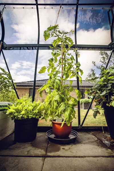 Green tomato plant in a backyard greenhouse growing in a red pot