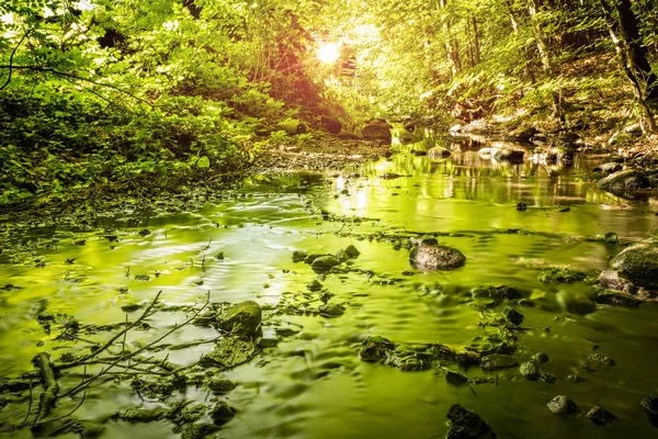 Gröna Träd Speglar Sig Flod Som Rinner Genom Skog Sommaren — Stockfoto