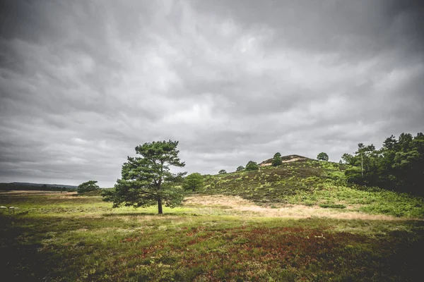 Ensamt Träd Torra Slätter Med Heather Växter Molnigt Väder — Stockfoto