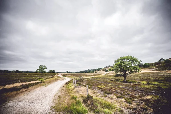 Road Going Area Dry Plains Cloudy Weather — Stock Photo, Image
