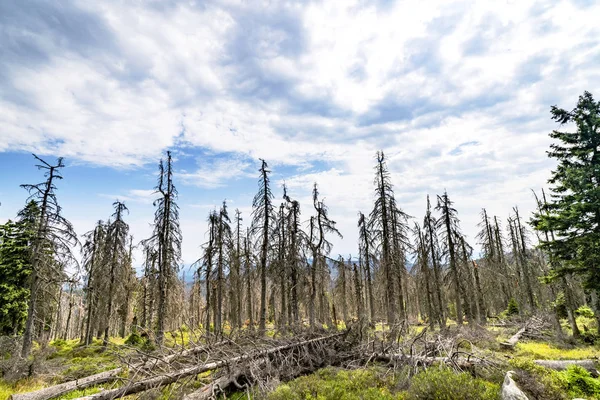 Waldlandschaft Mit Verdorrten Kiefern Unter Blauem Himmel — Stockfoto