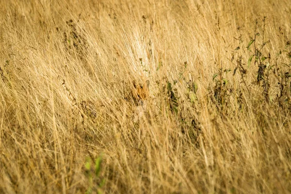 红狐藏在高高的草丛中 在干燥的田野里伪装得很好 — 图库照片