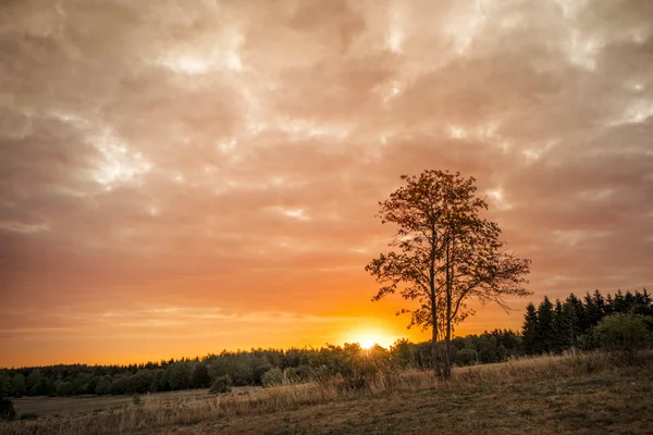 Puusiluetti Auringonnousussa Kultaisella Taivaalla Peltojen Puiden Päällä — kuvapankkivalokuva