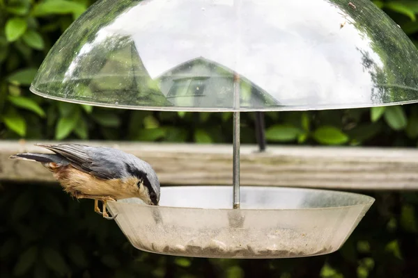 Nuthatch Bird Una Tabla Alimentación Con Semillas Jardín Verano — Foto de Stock