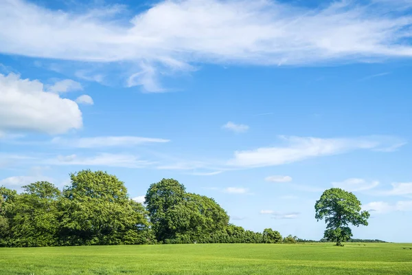 Groene Bomen Blauwe Hemel Lente Met Groene Weiden Prachtige Wolken — Stockfoto