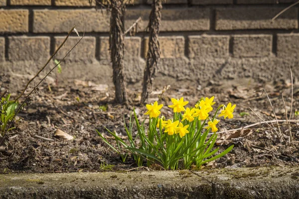 Żonkile Flowerbed Poza Brickhouse Wiosnę — Zdjęcie stockowe