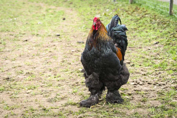 Galo Grande Com Pés Macios Andando Quintal Rural Campo — Fotografia de Stock